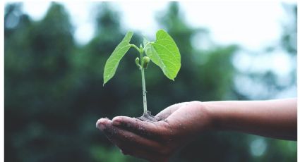 ¿Cómo cultivar tomates en casa? Guia para tener tu propia huerta