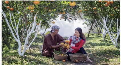 ¿Qué efectos tiene la mandarina en el cuerpo y por qué todo el mundo la está comiendo?