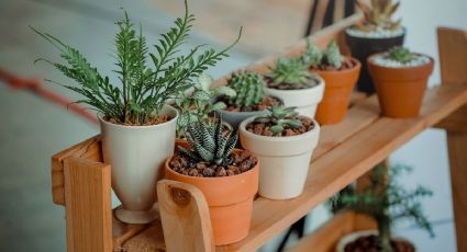 Decora tu casa en invierno con estas 3 plantas de interior resistentes al frío