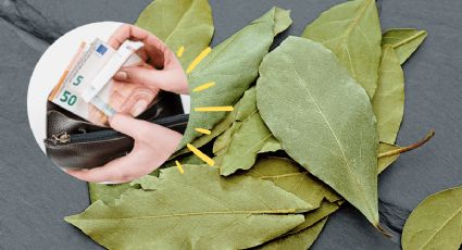 ¿Cómo atraer la riqueza con una hoja de laurel?