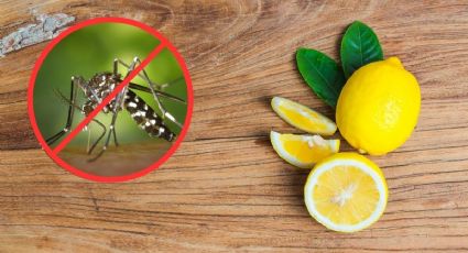 Así puedes usar el LIMÓN para espantar los mosquitos pequeños de la cocina