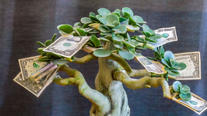 Feng Shui: Coloca este ingrediente de cocina tu árbol de jade para atraer abundancia y dinero