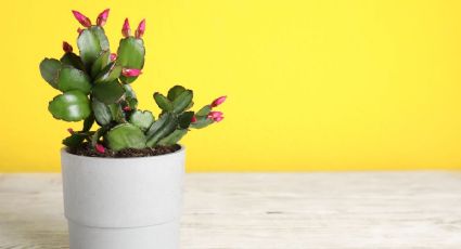 Enraiza tu cactus de Navidad con este sencillo truco de jardinería