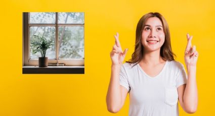 Realiza una limpieza energética con estas plantas de interior y atrae la buena suerte a casa