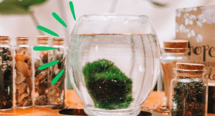 ¡Marimo! Descubre los cuidados de la planta de agua que parece de otro mundo