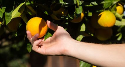 Huerto casero: El truco definitivo que debes aplicar a tu naranjo para tener frutos todo el año