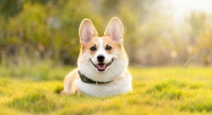 No vayas a llorar al saber cuánto tiempo vive un perro