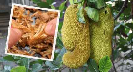 Descubre el jackfruit, la fruta que se puede convertir en el sustituto de la carne