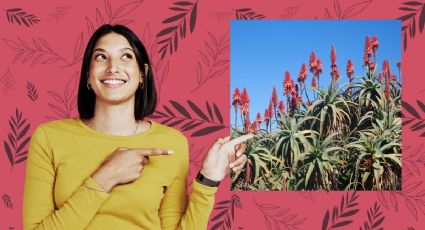 Conoce el secreto mejor guardado por expertos floristas para hacer florecer la sábila