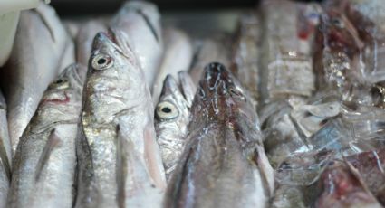 ¿Dónde comprar el mejor pescado fresco en España según la OCU?