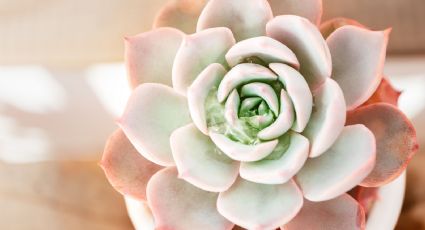 Echeveria Chroma: ¿Cómo cuidar esta suculenta de colores?