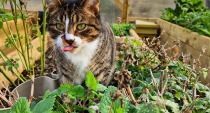 Consiente a tu mascota con una infusión de catnip, la menta que amará tu gato