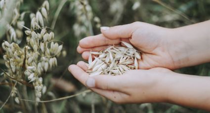 3 recetas fáciles y saludables con avena para evitar subir de peso