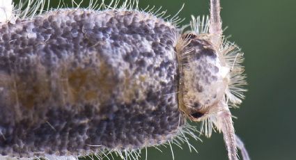 Truco de limpieza para deshacerte de los pececillos de plata