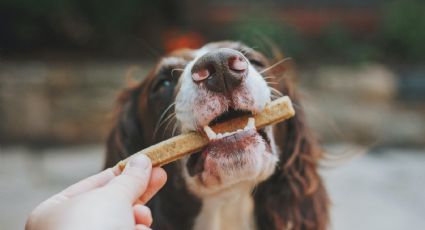 Haz chuches para perros con colágeno para cuidar sus articulaciones