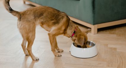 ¿Qué alimento es mejor para tu mascota? Los mejores piensos para perros del 2023