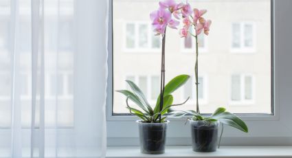 Una cucharadita de esta mezcla y las orquídeas explotarán de flores todo el año