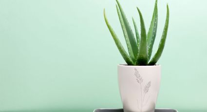 ¿Cómo reproducir aloe vera en agua? El truco más fácil para enraizar tu planta