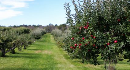 3 plantas frutales de temporada que puedes sembrar en casa en marzo