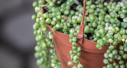 Plantas de interior: Conoce los cuidados del collar de perlas y aprende a reproducirlas