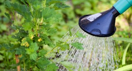 Fertilizante casero: ¿Cómo utilizar el agua de lentejas para hacer crecer rápido las plantas? 