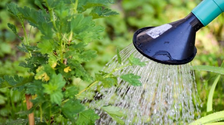 Fertilizante casero: ¿Cómo utilizar el agua de lentejas para hacer crecer rápido las plantas? 