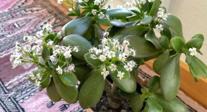 ¿Cómo hacer florecer un árbol de jade con arroz y cáscaras de huevo?