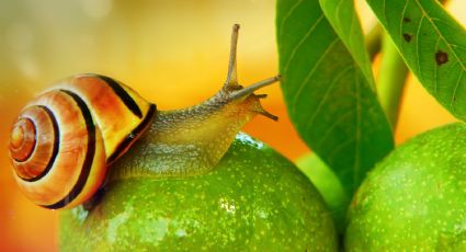 Mezcla potente con ajo para eliminar babosas y caracoles del hogar y el jardín