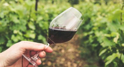 Cambia de aires con estos 5 vinos tintos que tal vez no conocías