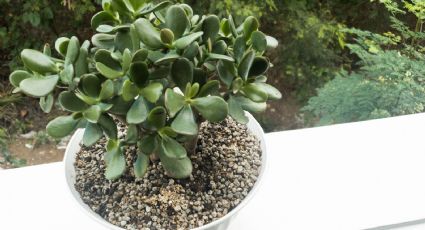 Crassula ovata: 3 trucos para enraizar tu árbol de jade