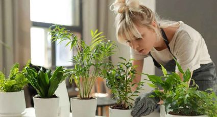 El trucazo con 1 bebida de tu nevera para hacer que las hojas de las plantas luzcan brillantes