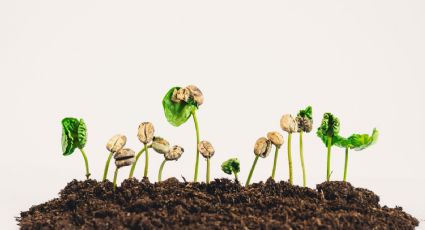 El mejor truco para hacer germinar las semillas de café