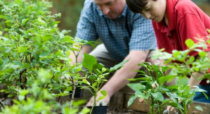 ¿Cómo hacer compost casero para tus plantas en una botella de plástico?