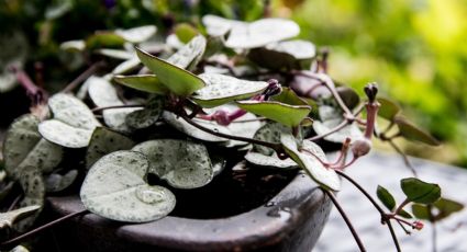 Planta de interior: Aprende a reproducir tu ceropegia woodii desde casa