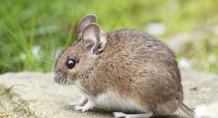 Así puedes hacer un remedio casero con vinagre para ahuyentar a las ratas y ratones