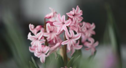 Plantas de interior: Conoce los cuidados de las flores Jacinto