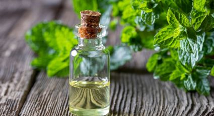 Beneficios del aceite esencial de menta para tener un pelazo hermoso y saludable