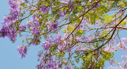 Plantas medicinales: Los beneficios de las jacarandas para la piel y la salud que tal vez no conocías