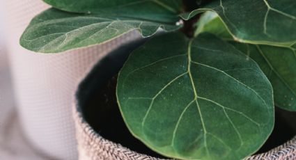 Plantas de interior: 2 formas fáciles de propagar el Ficus Lyrata en casa