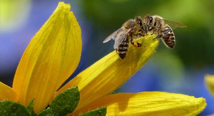 ¿Qué hago si llegan abejas a mi casa? Esto es lo que debes hacer para espantarlas (sin lastimarlas)