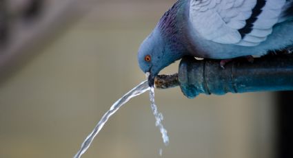 ¿Cómo ahorrar agua? 8 consejos que puedes aplicar en tu casa