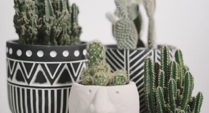 Feng Shui: Esta es la razón por la que no debes tener cactus en la entrada de tu casa