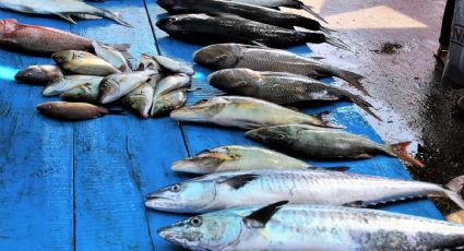 ¿Cómo saber si el pescado está en buen estado? 6 aspectos que te dirán si debes tirarlo