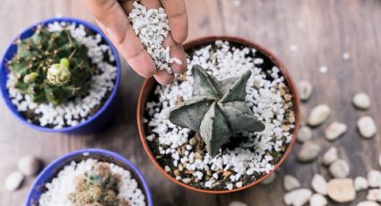 Aplica este poderoso abono casero de cebolla para hacer florecer cualquier suculenta