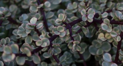 Planta de interior: ¿Cómo transformar en un bonsái la suculenta Portulacaria?