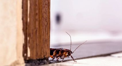 Con estos 3 trucos te olvidarás de las cucarachas en tu casa para siempre