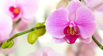 Estos son los secretos que los floristas no quieren que sepas para que las orquídeas duren meses