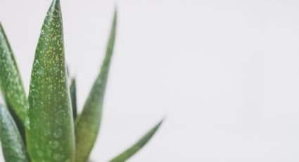 Prepara zumo de Aloe Vera para controlar los niveles de azúcar, colesterol y triglicéridos en el cuerpo