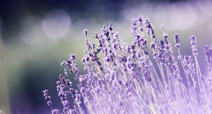 Estos son los cuidados que necesita una planta de lavanda para extraer su aceite esencial