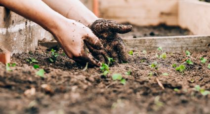 Jardinería: 3 formas de cosechar tus lechugas en casa